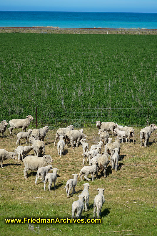 tourist,attraction,holiday,vacation,new zealand,animals,natural,livestock,grazing,herd,pasture,